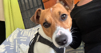faustine pet sitter à Belfort 90000_0