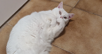 julie pet sitter à LE PLESSIS BRION 60150_0