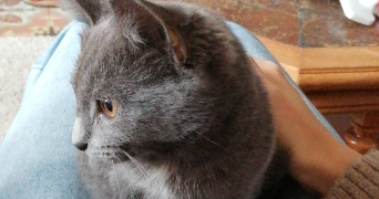 anna pet sitter à ARRAS 62000_3