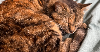 sandy pet sitter à Ceyras 34800_1