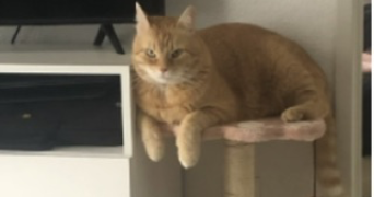 maëva pet sitter à CORNEBARRIEU 31700_1