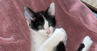 anais pet sitter à SALLES ARBUISSONNAS EN BEAUJOLAIS 69460_1