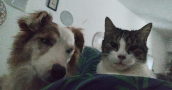 alexandra pet sitter à ST LAURENT DU VAR 06700_0