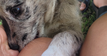 agustina pet sitter à STE COLOMBE 69560_2