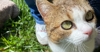 evgeniya pet sitter à GRENOBLE 38100_4
