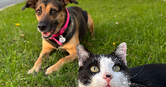 marie pet sitter à NANCRAY SUR RIMARDE 45340_0