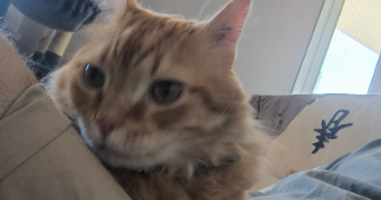alec pet sitter à BRON 69500_2