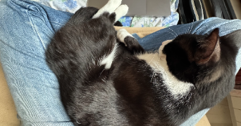 jasmine pet sitter à CHARTRES 28000_3