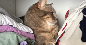 inès pet sitter à RENNES 35000_0
