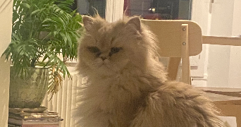 elise pet sitter à VERSAILLES 78000_5