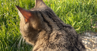 pauline pet sitter à Cherbourg 50130_5
