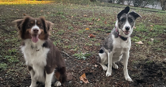 fanny pet sitter à VILLARD BONNOT 38190_1