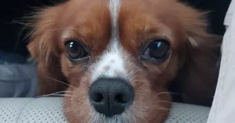 lilie pet sitter à SERIFONTAINE 60590