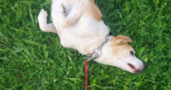 hélène pet sitter à TOULOUSE 31000_2