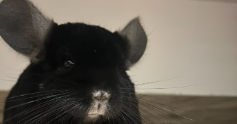 laetitia pet sitter à ROGERVILLE 76700_3