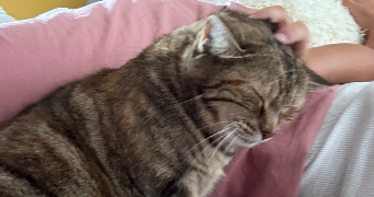 mégane pet sitter à BANDOL 83150_9