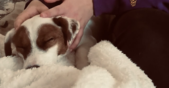 solene pet sitter à GIROUSSENS 81500_2