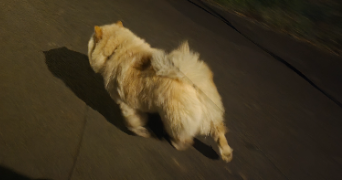 ambre pet sitter à PUSIGNAN 69330_6