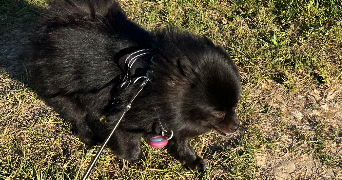 carole pet sitter à SERRIS 77700_3