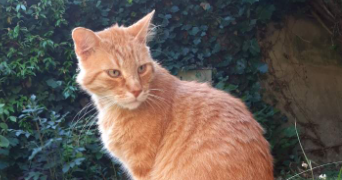 lou pet sitter à Sorgues 84700_9