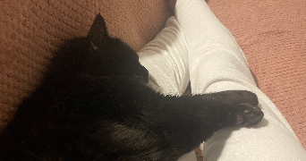 reant pet sitter à LILLE 59000_1