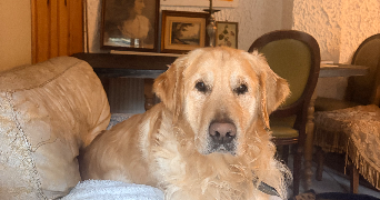 mariia pet sitter à Château-Thierry 02400_7