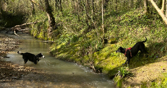 lisa pet sitter à ASTAFFORT 47220_6