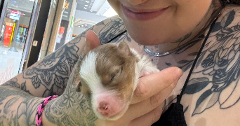maëva pet sitter à CLOHARS FOUESNANT 29950_5