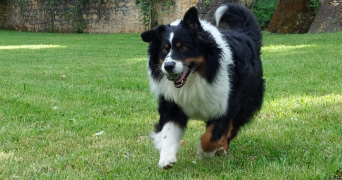 chloé pet sitter à LYON 03 69003_7