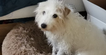 lucy pet sitter à PARIS 05 75005_5