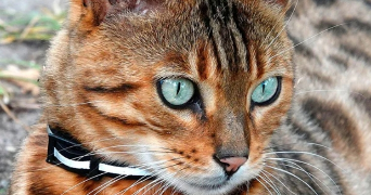 adam pet sitter à COMBS LA VILLE 77380_0