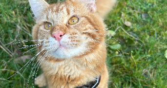 heloise pet sitter à VERNOU SUR BRENNE 37210_1