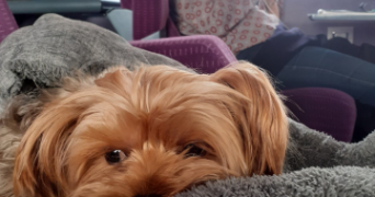 marina pet sitter à PARIS 17 75017_7