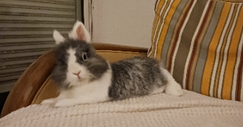 cindy pet sitter à PERPIGNAN 66000_8