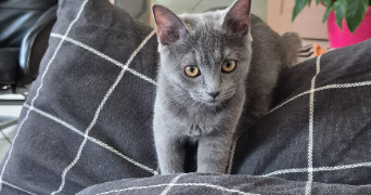 fabienne pet sitter à LE BLANC MESNIL 93150_2