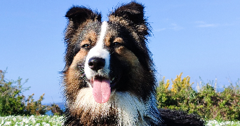 clémentine pet sitter à PONT L ABBE 29120_1