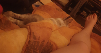 aria pet sitter à TOUL 54200_3