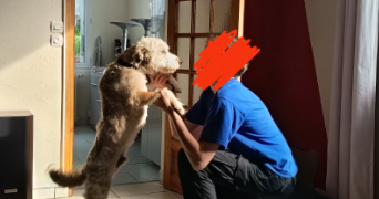 camille pet sitter à VERTOU 44120_5