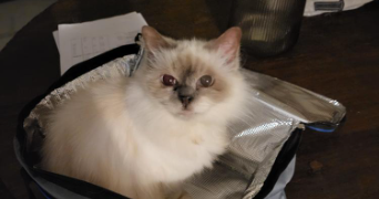 anaïs pet sitter à COURVAUDON 14260_8