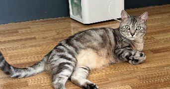 fiona pet sitter à VILLEPINTE 93420_3