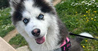 emma pet sitter à AIX EN PROVENCE 13090_0
