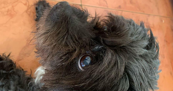 samara pet sitter à ASNIERES SUR SEINE 92600_7