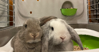 carole pet sitter à VANDOEUVRE LES NANCY 54500_4