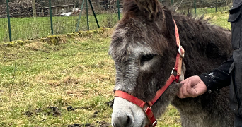 camille pet sitter à ST DIDIER SUR CHALARONNE 01140_2