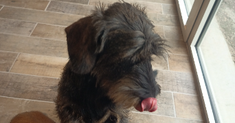 kevin pet sitter à ST MARCEL LES VALENCE 26320_6