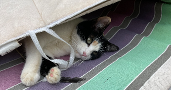 marine pet sitter à HAUCOURT MOULAINE 54860_5
