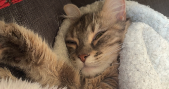 salma pet sitter à NOISY LE GRAND 93160_3
