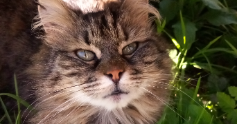 maëlys pet sitter à NANTES 44000_2