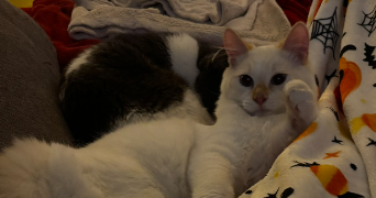 celine pet sitter à BEAUSSAIS SUR MER 22650_3