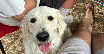 jeanne pet sitter à CHAMPIGNY EN ROCHEREAU 86170_2